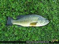 18" Largemouth Bass