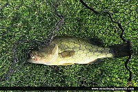 18" Largemouth Bass