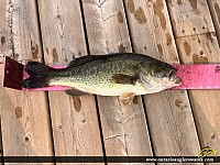 19" Largemouth Bass