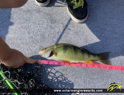 13.25" Yellow Perch caught on St. Lawrence River