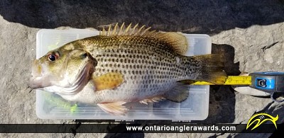 10" Rock Bass caught on Fanshawe Lake