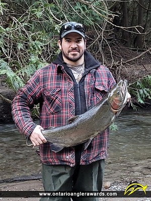 28" Rainbow Trout caught on Orono Creek