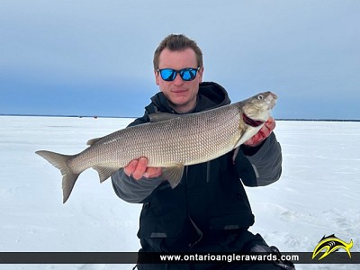 24.5" Whitefish caught on Lake Simcoe 
