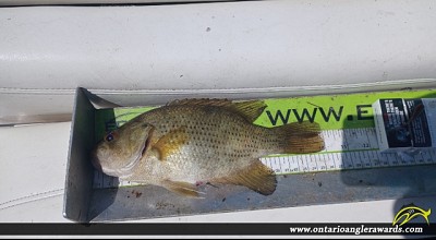 10" Rock Bass caught on Lake Erie