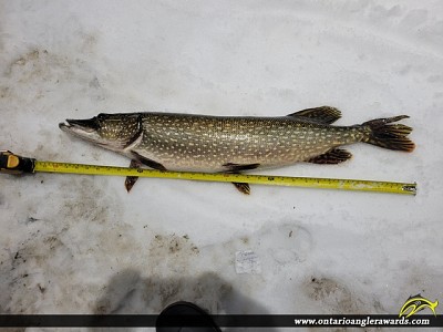 32.125" Northern Pike caught on Lake Huron