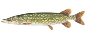 Northern Pike illustration - Curtis Atwater