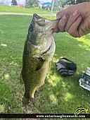 18" Largemouth Bass caught on St. Lawrence River