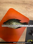 11" Black Crappie caught on Bay of Quinte