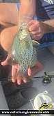 13.75" Black Crappie caught on Lake Margret