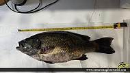 21" Largemouth Bass caught on Lake Kagawong