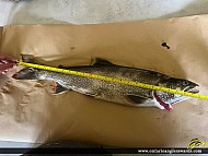 26" Lake Trout caught on Chandos Lake