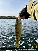 12" Yellow Perch caught on Lake Simcoe