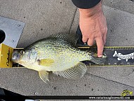 15" Black Crappie caught on Lake of the Woods