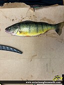 12.5" Yellow Perch caught on Lake Simcoe