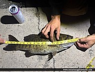 21" Smallmouth Bass caught on Trent River