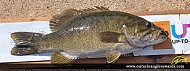 17.25" Smallmouth Bass caught on Lake Nipissing