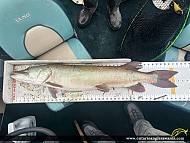 42.25" Muskie caught on Lake of the Woods