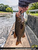 18" Smallmouth Bass caught on Rideau Canal