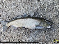 36" Chinook Salmon caught on Ganaraska River
