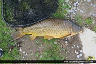 30" Carp caught on Rice Lake