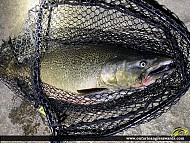 36" Chinook Salmon caught on Credit River