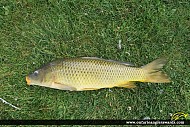 30" Carp caught on Rice Lake