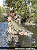 42" Chinook Salmon caught on Big Creek