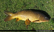30" Carp caught on Rice Lake