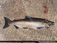 36" Chinook Salmon caught on Ganaraska River