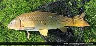 30" Carp caught on Rice Lake