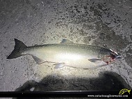 36" Chinook Salmon caught on Lake Ontario
