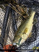 22" Largemouth Bass caught on Rice Lake