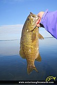 19" Smallmouth Bass caught on Rice Lake