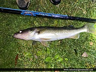 25" Walleye caught on Rice Lake