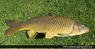 30" Carp caught on Rice Lake
