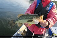 18" Largemouth Bass caught on Rice Lake