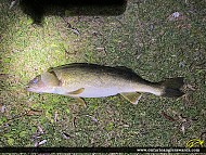 25" Walleye caught on Rice Lake