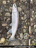 29.25" Rainbow Trout caught on Bowmanville Creek