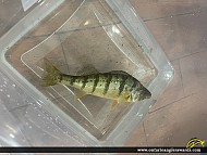 13.7" Yellow Perch caught on Lake Simcoe