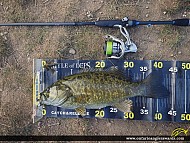 17.5" Smallmouth Bass caught on Grand River
