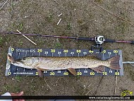 33.4" Northern Pike caught on Lake Ontario