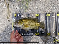 10.8" Rock Bass caught on Lake Ontario