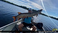 38" Muskie caught on Pigeon Lake