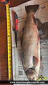 20" Brook/Speckled Trout caught on Land Locked Lake 