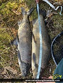 27" Whitefish caught on Stoney Lake