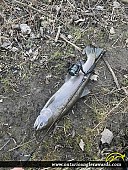 30" Rainbow Trout caught on Wilmot Creek