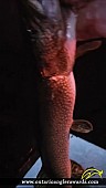 31.5" Northern Pike caught on Ahmic Lake 