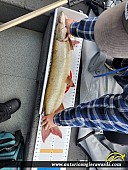 38.25" Muskie caught on Winnipeg River System