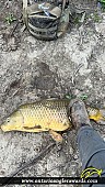 31" Carp caught on Big Otter 