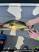 18.5" Largemouth Bass caught on Rideau River